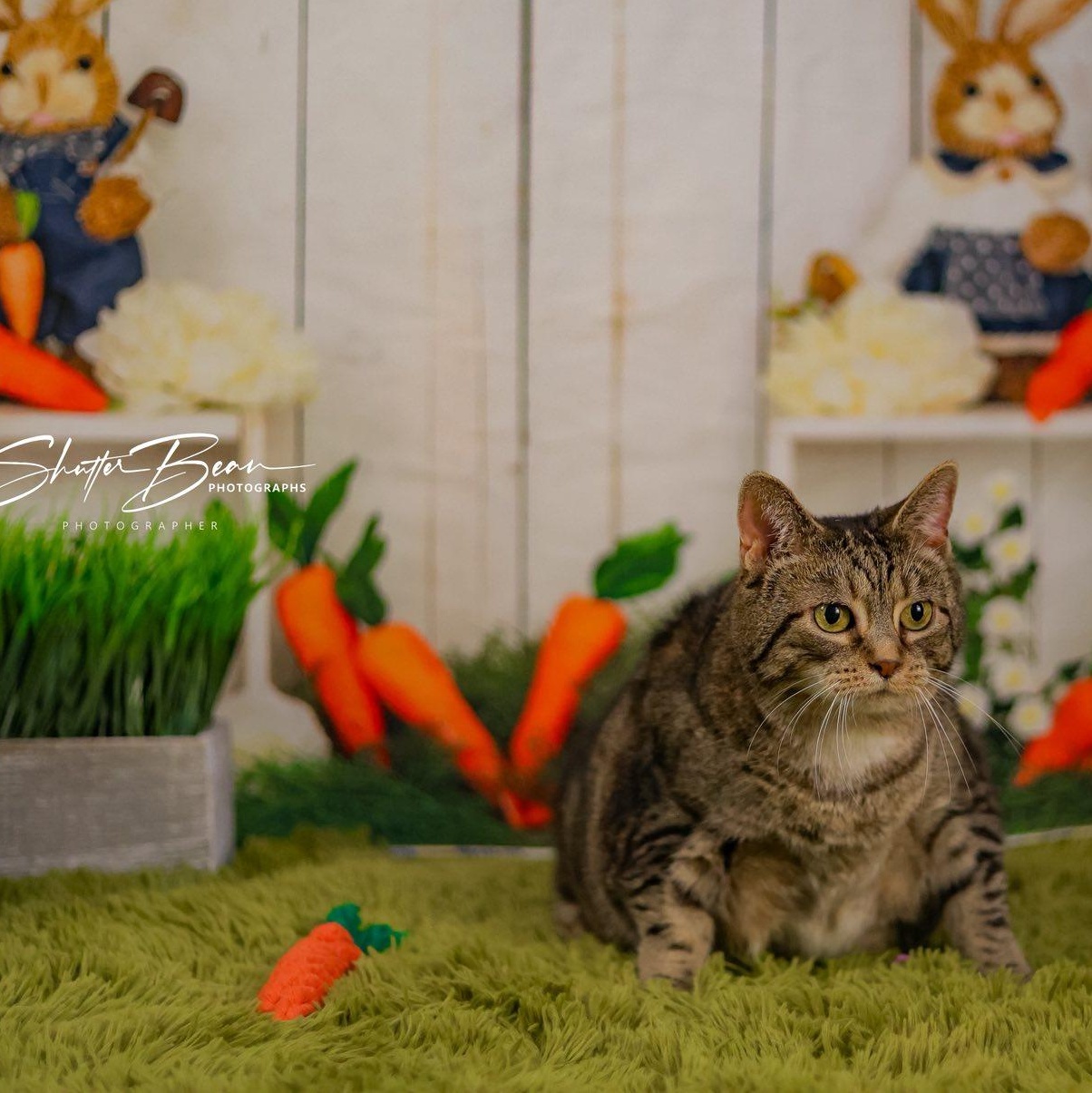 Enlarge Rachelle, an adoptable mixed breed in Greensburg, PA image 3/4