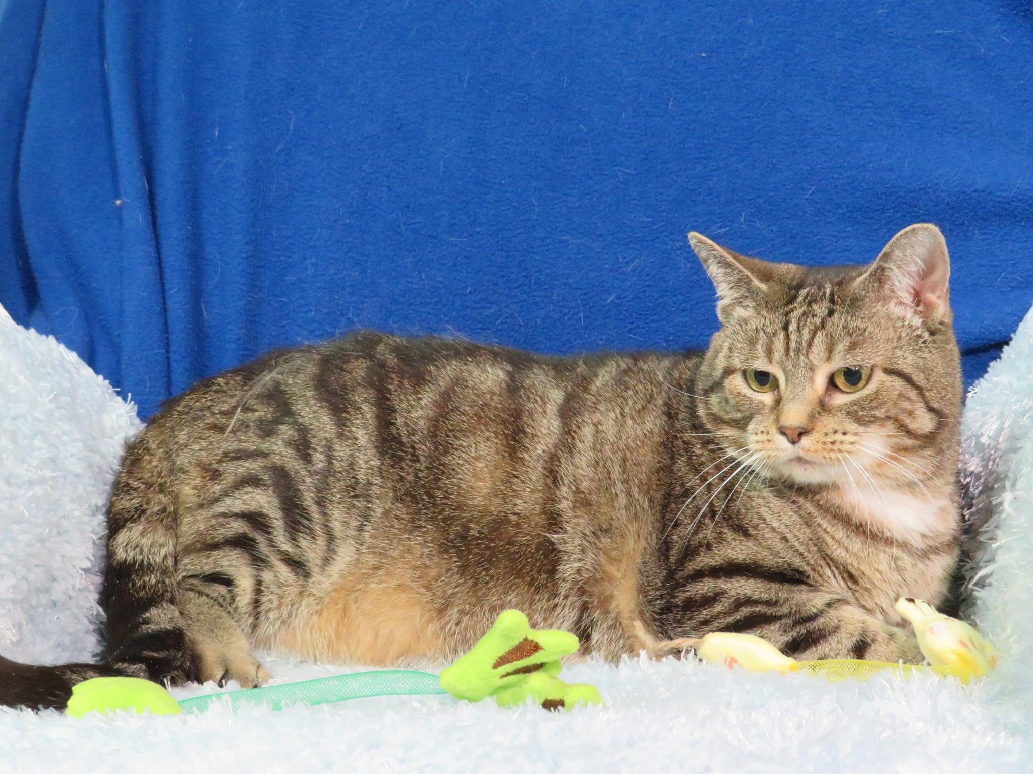 Enlarge Rachelle, an adoptable mixed breed in Greensburg, PA image 3/5