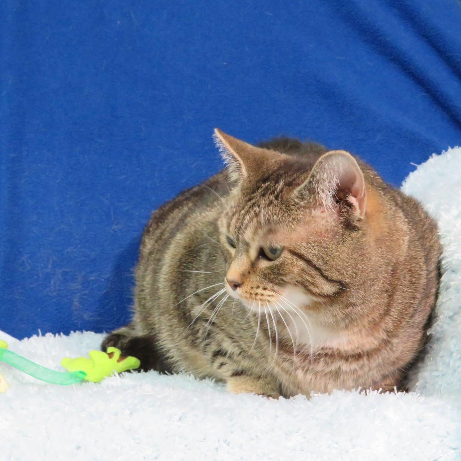 Enlarge Rachelle, an adoptable mixed breed in Greensburg, PA image 5/5