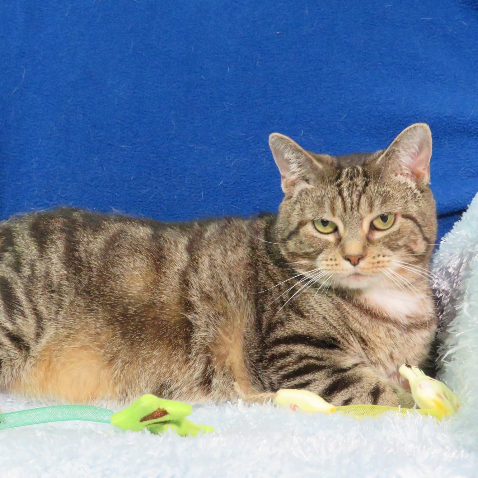 Enlarge Rachelle, an adoptable mixed breed in Greensburg, PA image 2/5