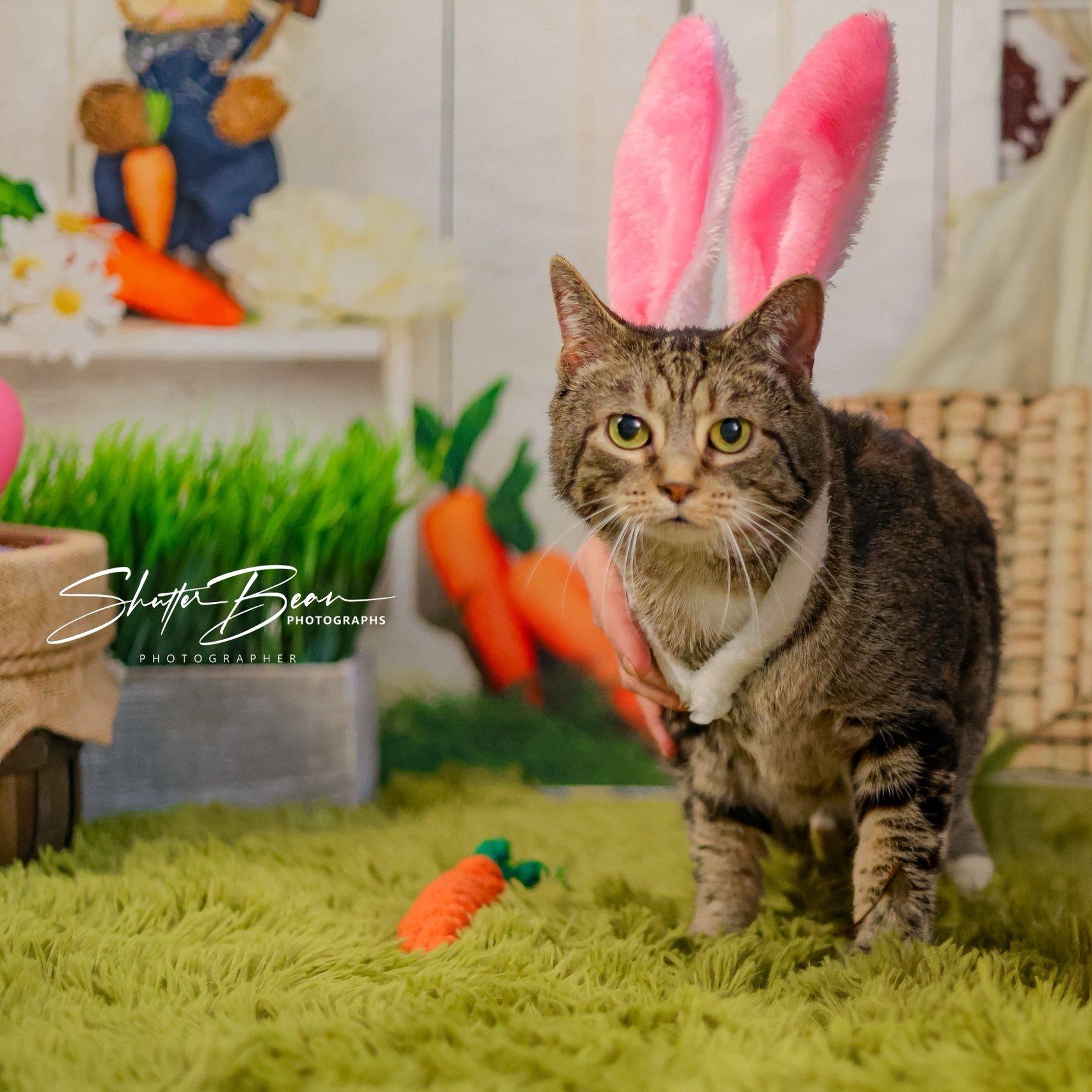 Enlarge Rachelle, an adoptable mixed breed in Greensburg, PA image 4/4