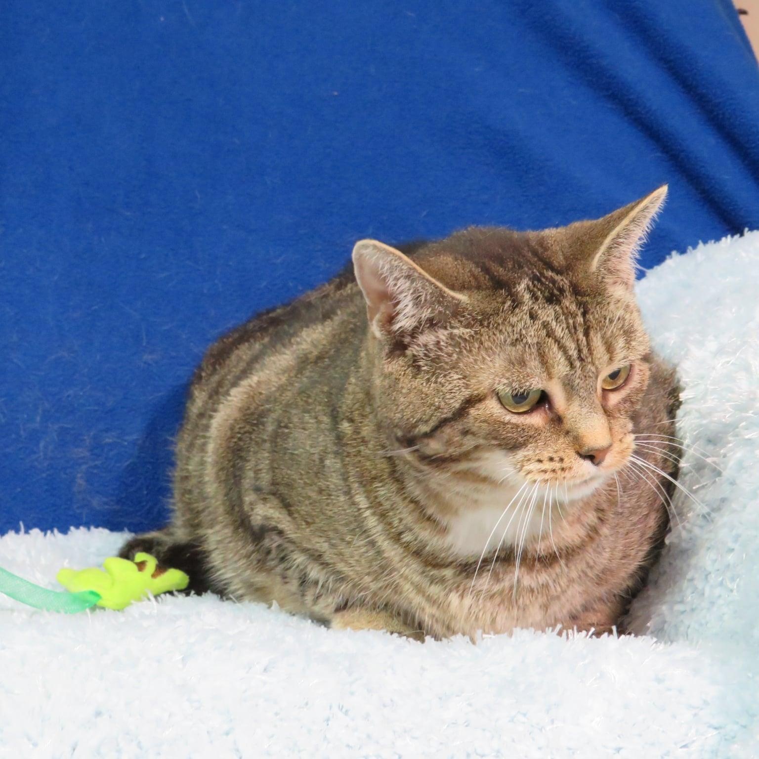 Enlarge Rachelle, an adoptable mixed breed in Greensburg, PA image 4/5