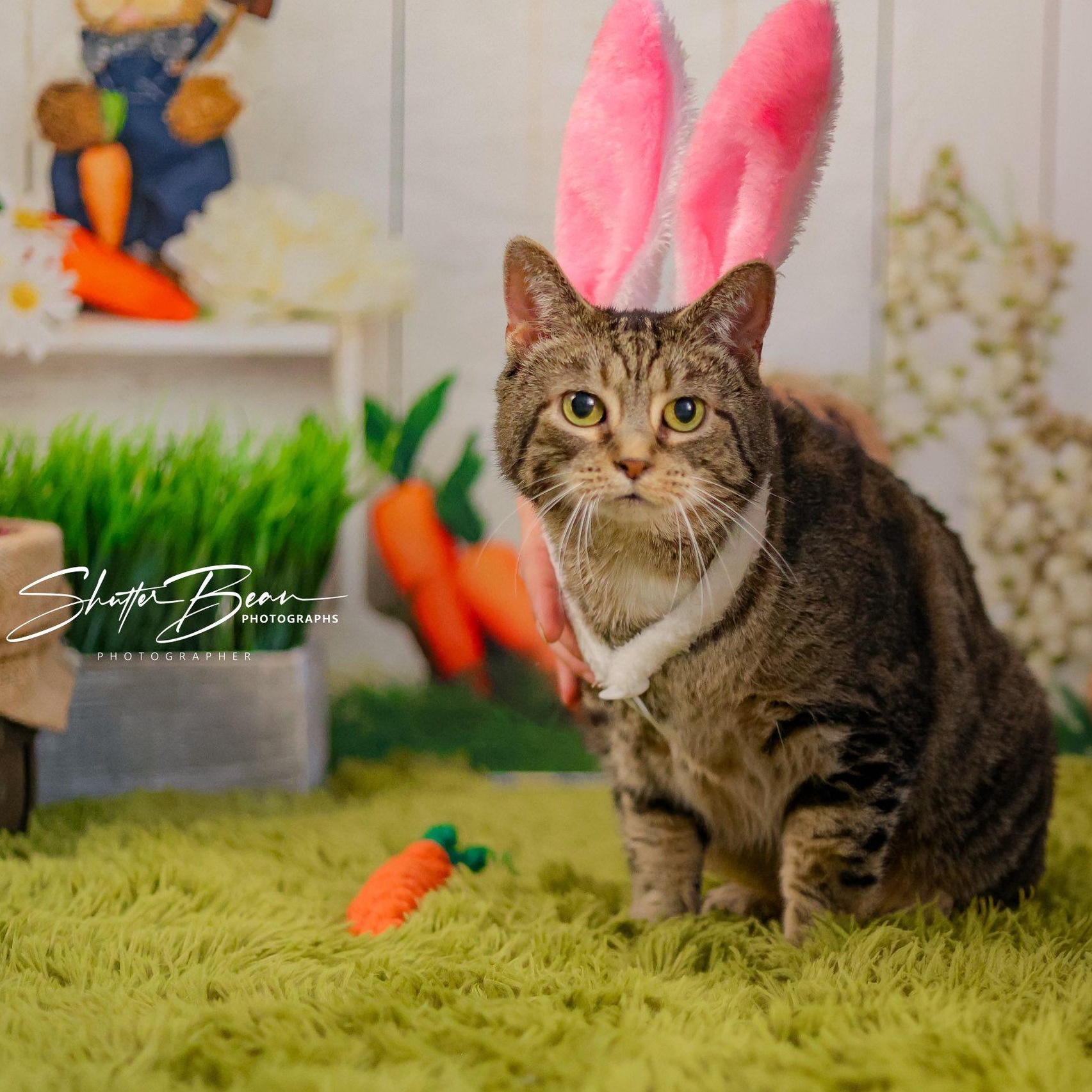 Rachelle, adoptable, Adult Female Tabby & Domestic Short Hair.