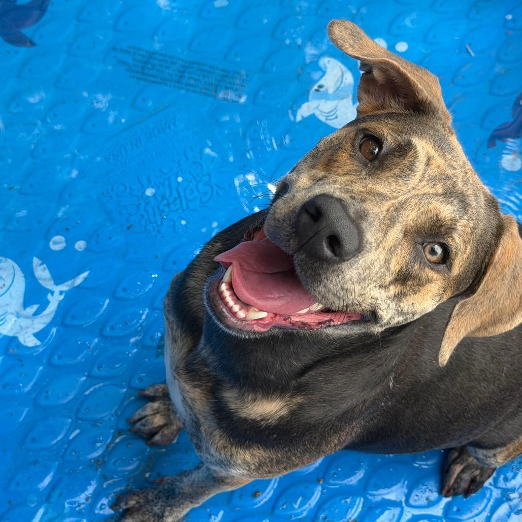 Enlarge Khloe, a Adoptable Mixed Breed in Milton, FL image 1/3