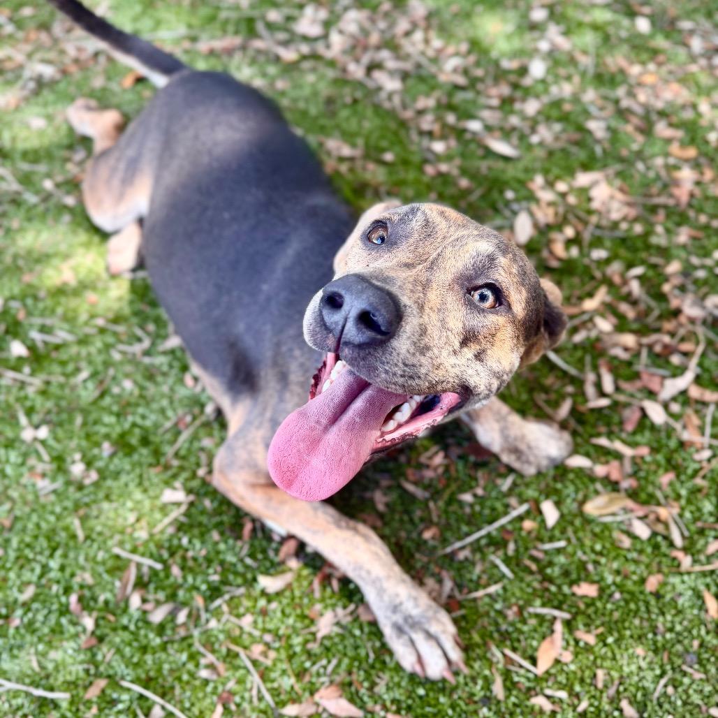 Khloe, Adoptable, Young Female Mixed Breed.