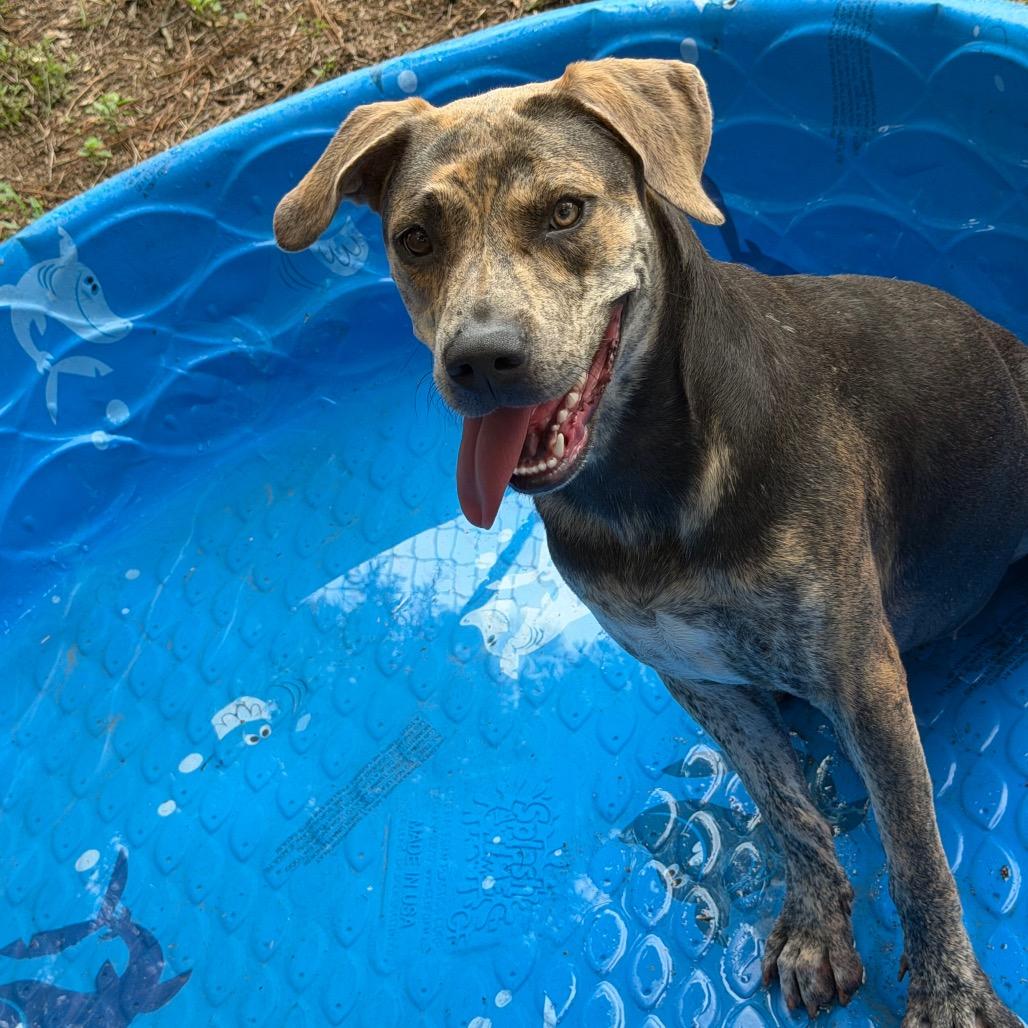 Enlarge Khloe, a Adoptable Mixed Breed in Milton, FL image 3/3