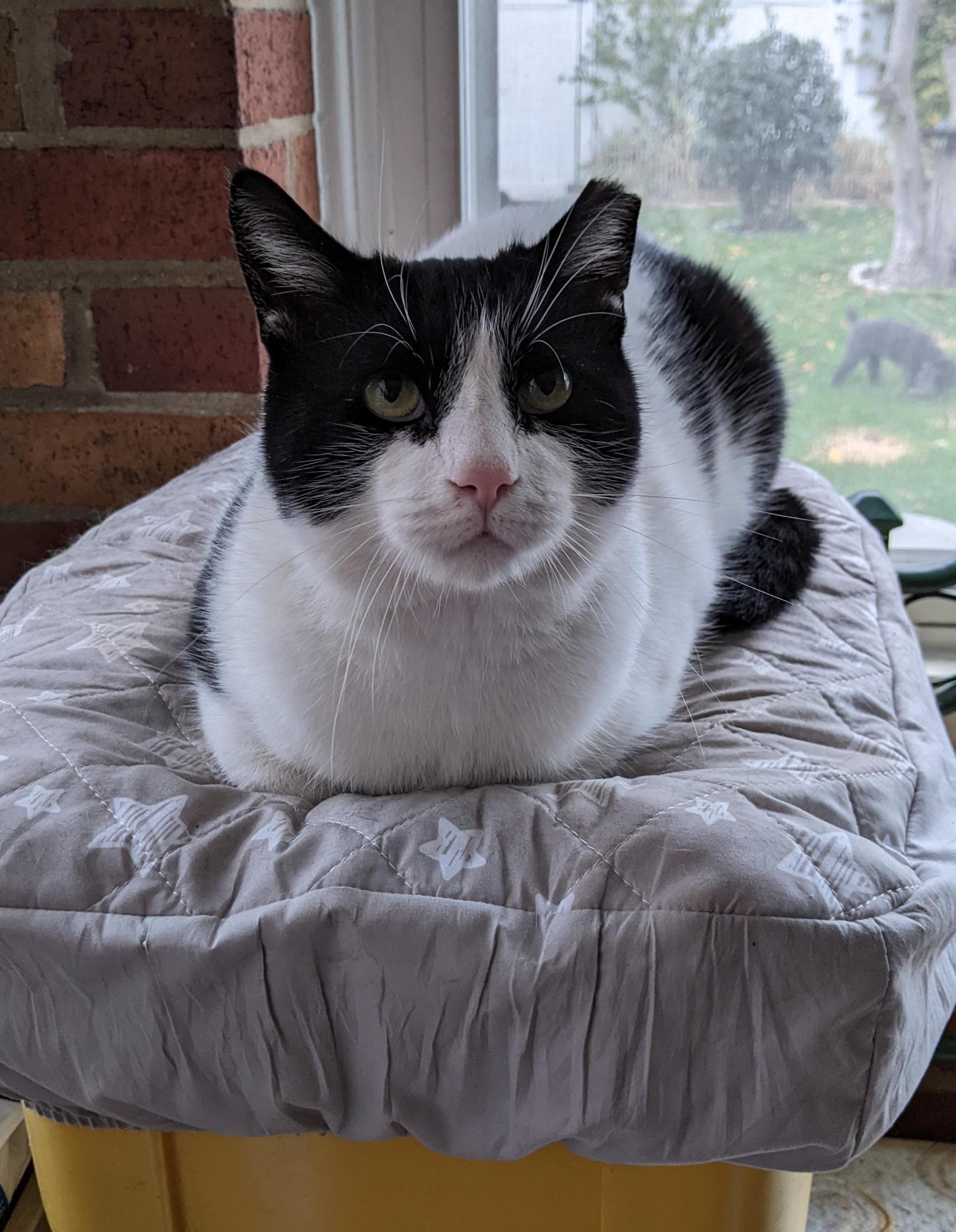 Enlarge Darling Buster, a Adoptable Domestic Short Hair in Warren, MI image 3/5