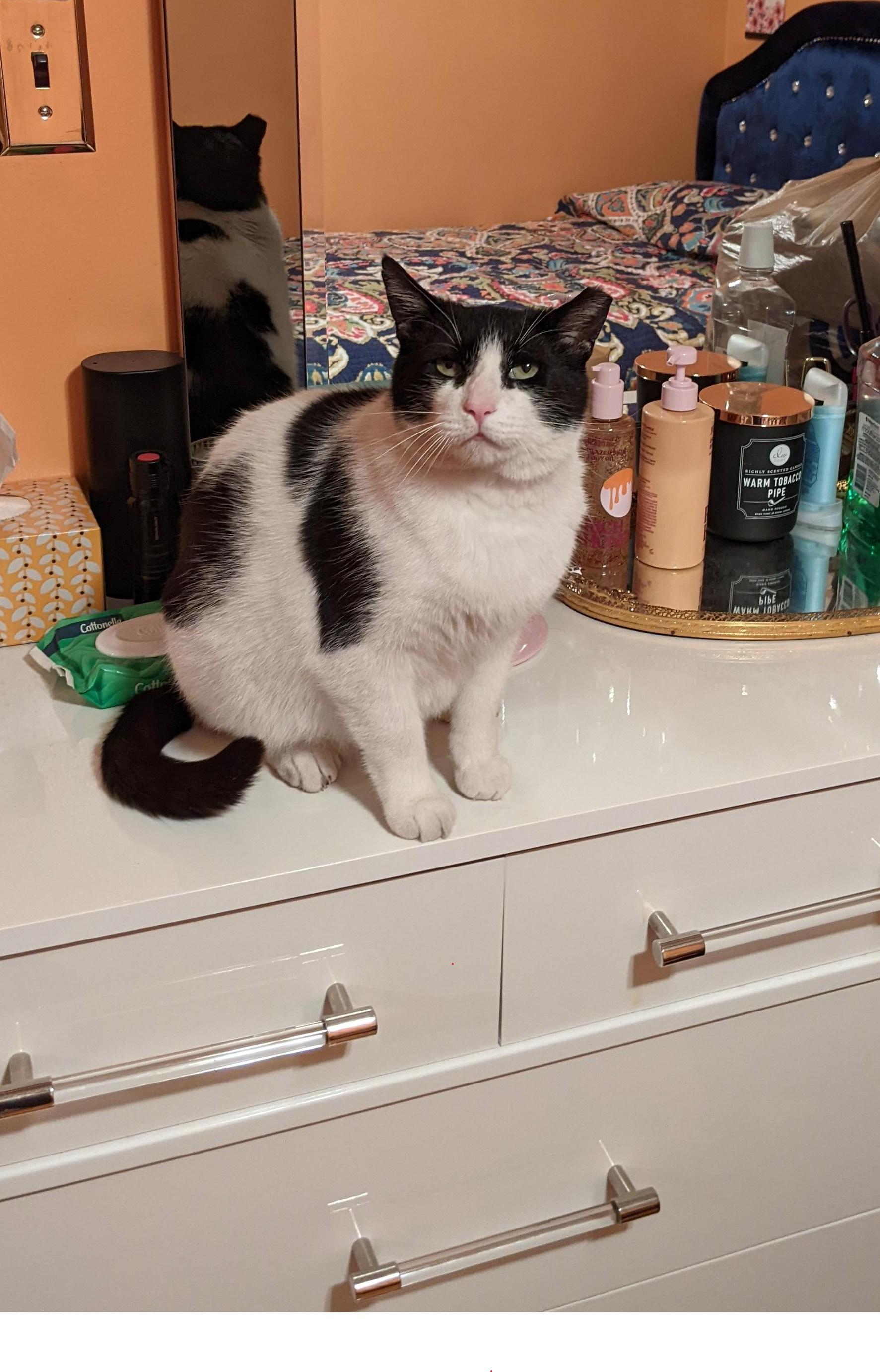 Enlarge Darling Buster, a Adoptable Domestic Short Hair in Warren, MI image 4/5