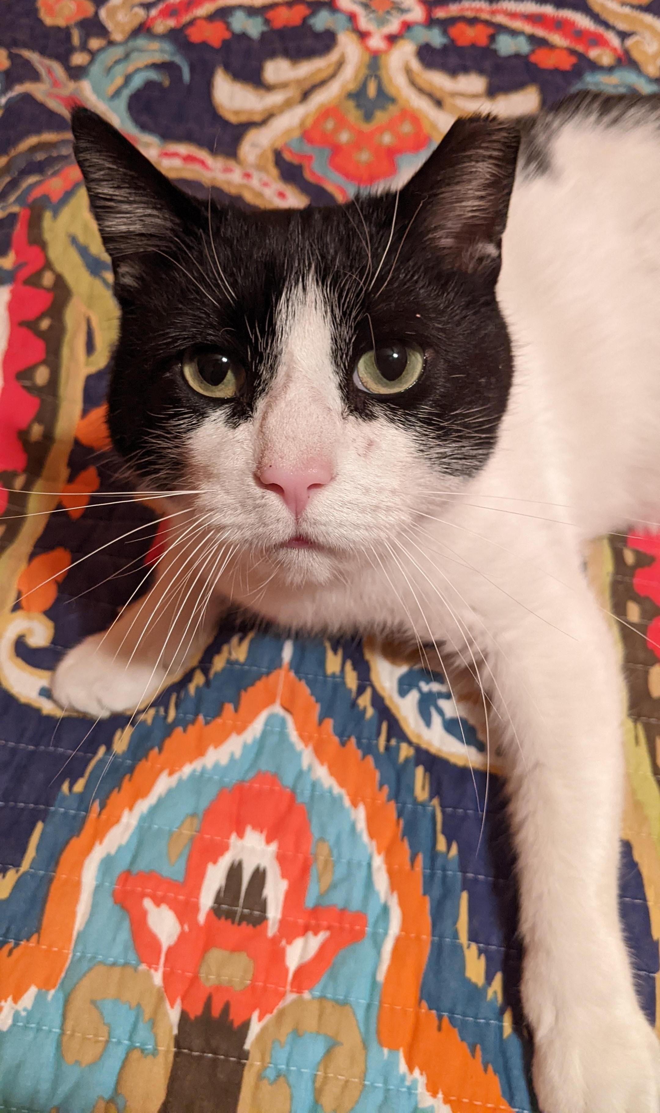 Darling Buster, Adoptable, Adult Male Domestic Short Hair.