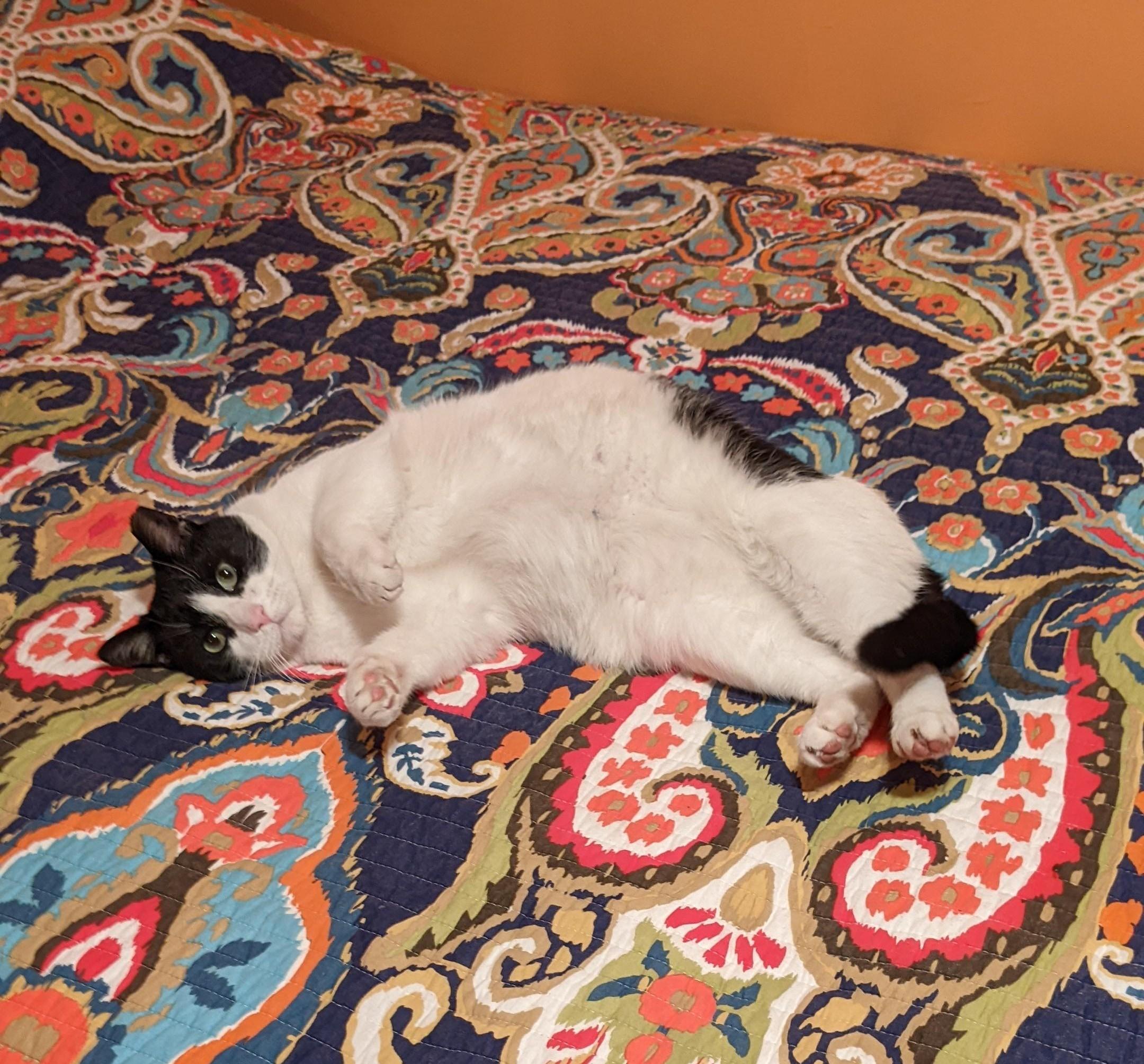 Enlarge Darling Buster, a Adoptable Domestic Short Hair in Warren, MI image 5/5