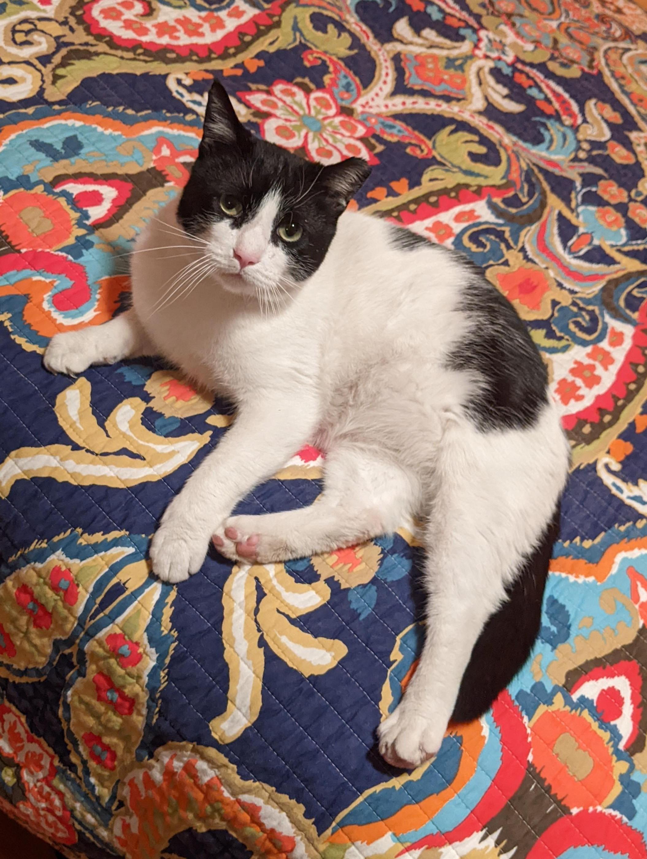 Enlarge Darling Buster, a Adoptable Domestic Short Hair in Warren, MI image 2/5