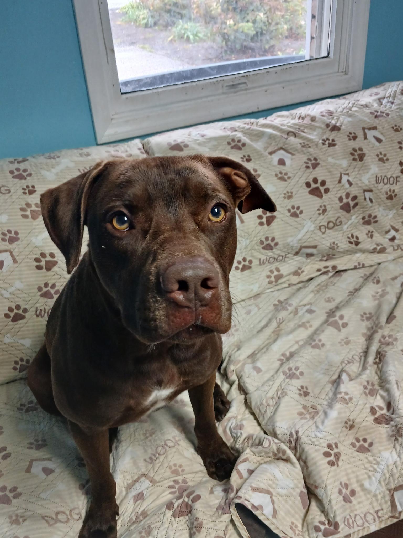 Brownie, Adoptable, Young Male Labrador Retriever.