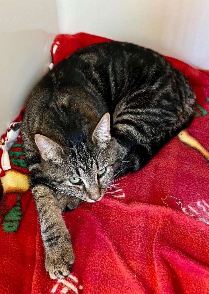 Enlarge Piglet, a Adoptable mixed breed in Clinton, SC image 1/3