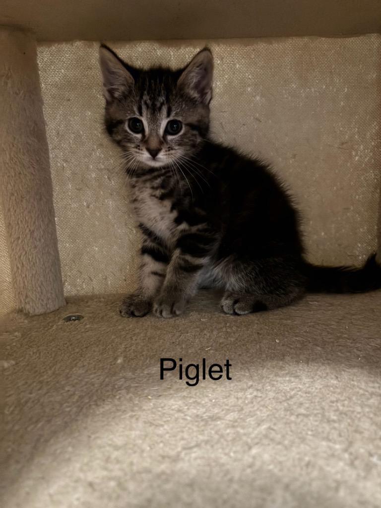 Enlarge Piglet, a Adoptable mixed breed in Clinton, SC image 3/3