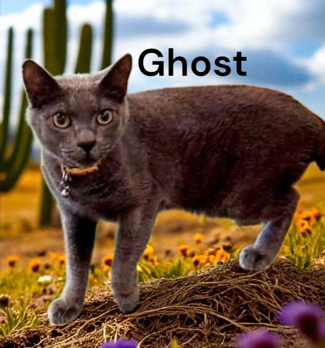 Enlarge Ghost, a Adoptable Domestic Short Hair in Chesapeake, VA image 1/1