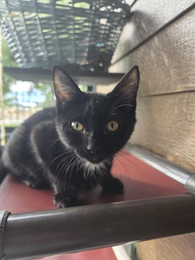 Enlarge Frankie, a Adoptable Domestic Short Hair in Salmon, ID image 1/1