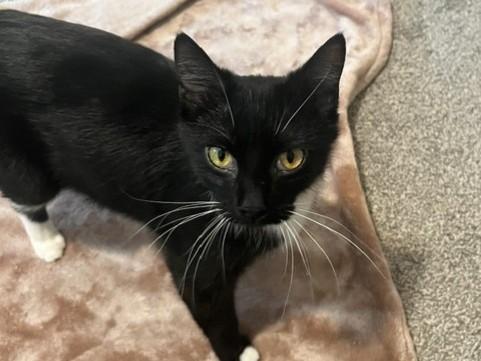 Enlarge COLETTE, a Adoptable Domestic Medium Hair in Ames, IA image 1/1