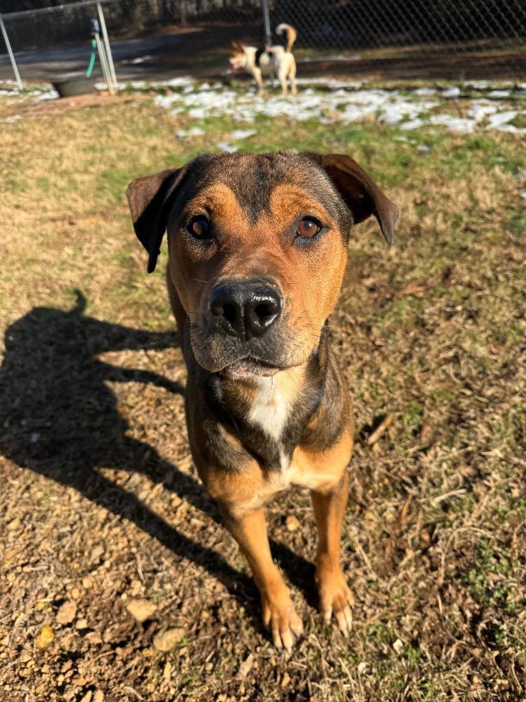 Enlarge Stacy, a Adoptable mixed breed in Lawrenceburg, TN image 1/6