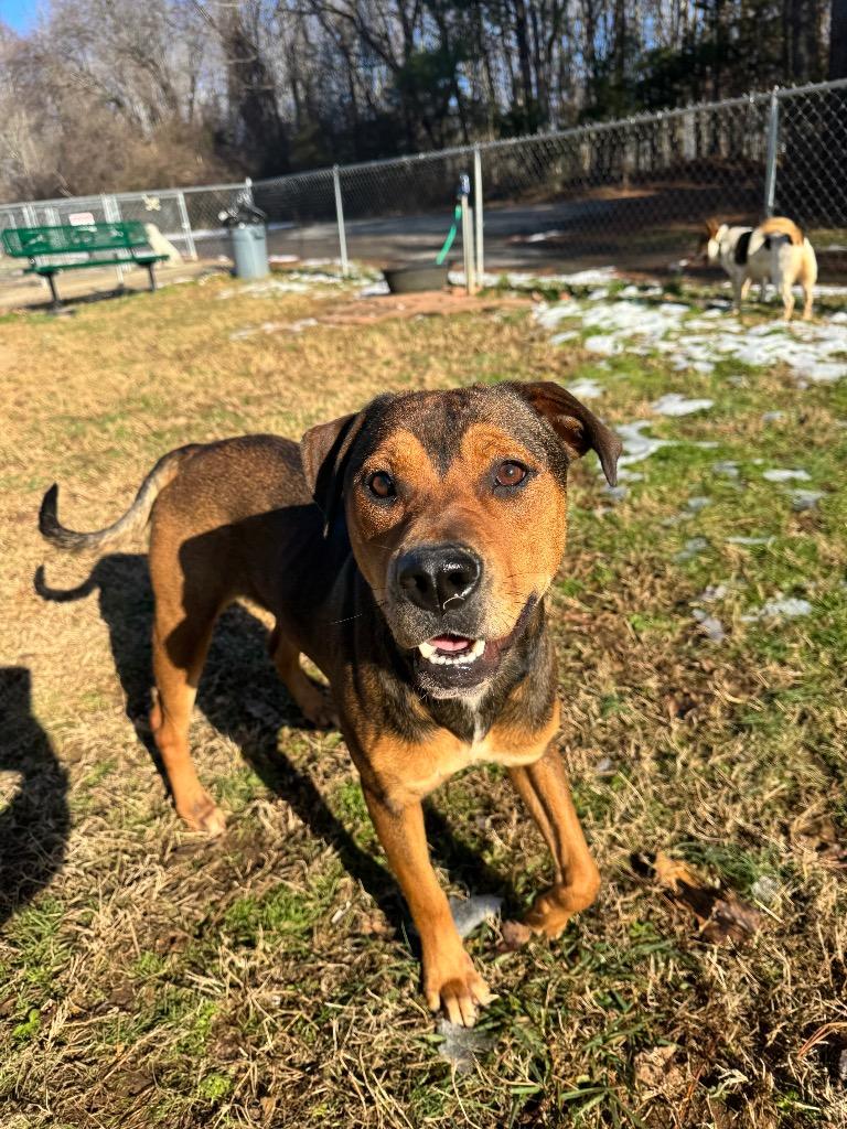 Enlarge Stacy, a Adoptable mixed breed in Lawrenceburg, TN image 2/6