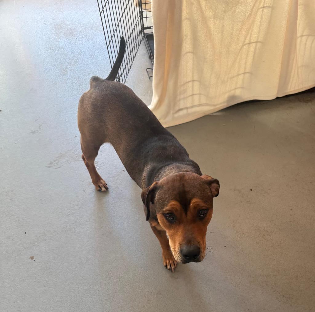 Enlarge Stacy, a Adoptable mixed breed in Lawrenceburg, TN image 3/6