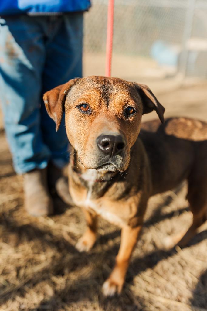 Enlarge Stacy, a Adoptable mixed breed in Lawrenceburg, TN image 4/6