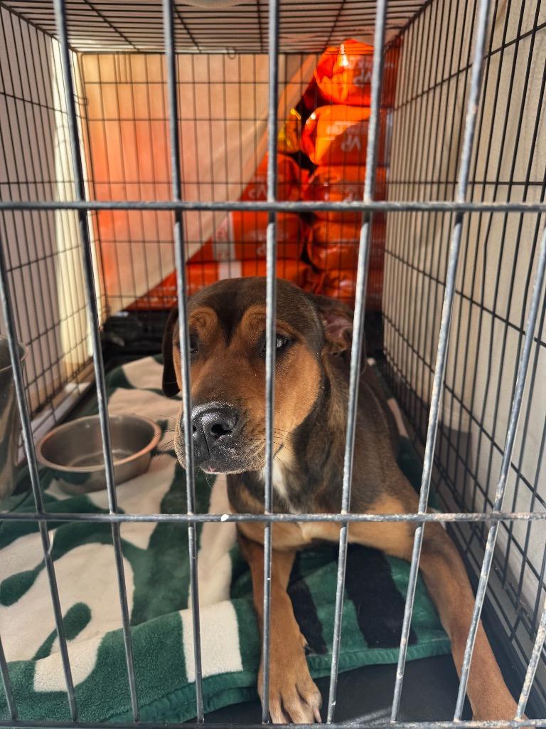 Enlarge Stacy, a Adoptable mixed breed in Lawrenceburg, TN image 5/6