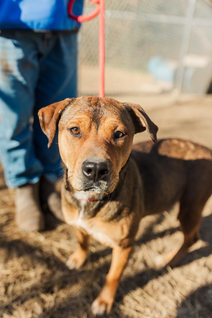 Enlarge Stacy, a Adoptable mixed breed in Lawrenceburg, TN image 6/6