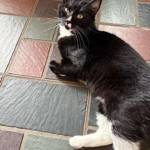 Enlarge Ralph Lauren, a ADOPTABLE Domestic Short Hair in Philadelphia, PA image 3/6