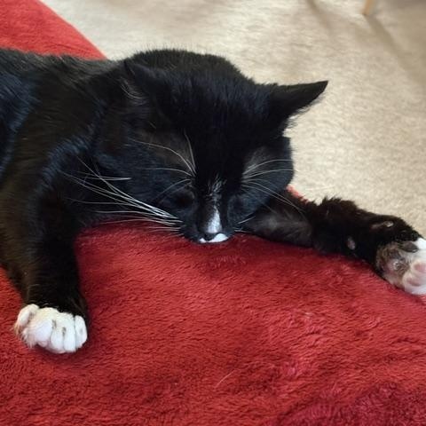Enlarge Ralph Lauren, a ADOPTABLE Domestic Short Hair in Philadelphia, PA image 6/6