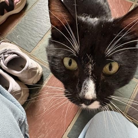Enlarge Ralph Lauren, a ADOPTABLE Domestic Short Hair in Philadelphia, PA image 2/6