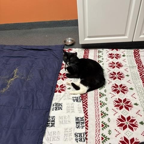 Enlarge Ralph Lauren, a ADOPTABLE Domestic Short Hair in Philadelphia, PA image 5/6