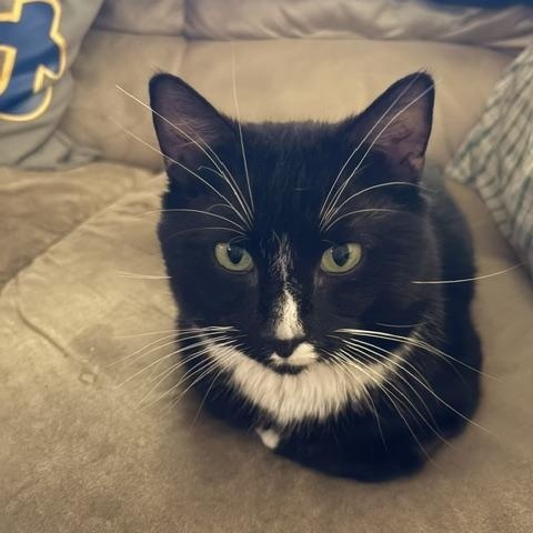 Ralph Lauren, ADOPTABLE, Adult Male Domestic Short Hair.