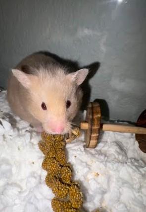 Enlarge Tofu, a ADOPTABLE Hamster in Washoe Valley, NV image 1/1