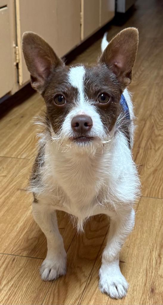 Enlarge Rip, a Adoptable mixed breed in Junction, TX image 1/5