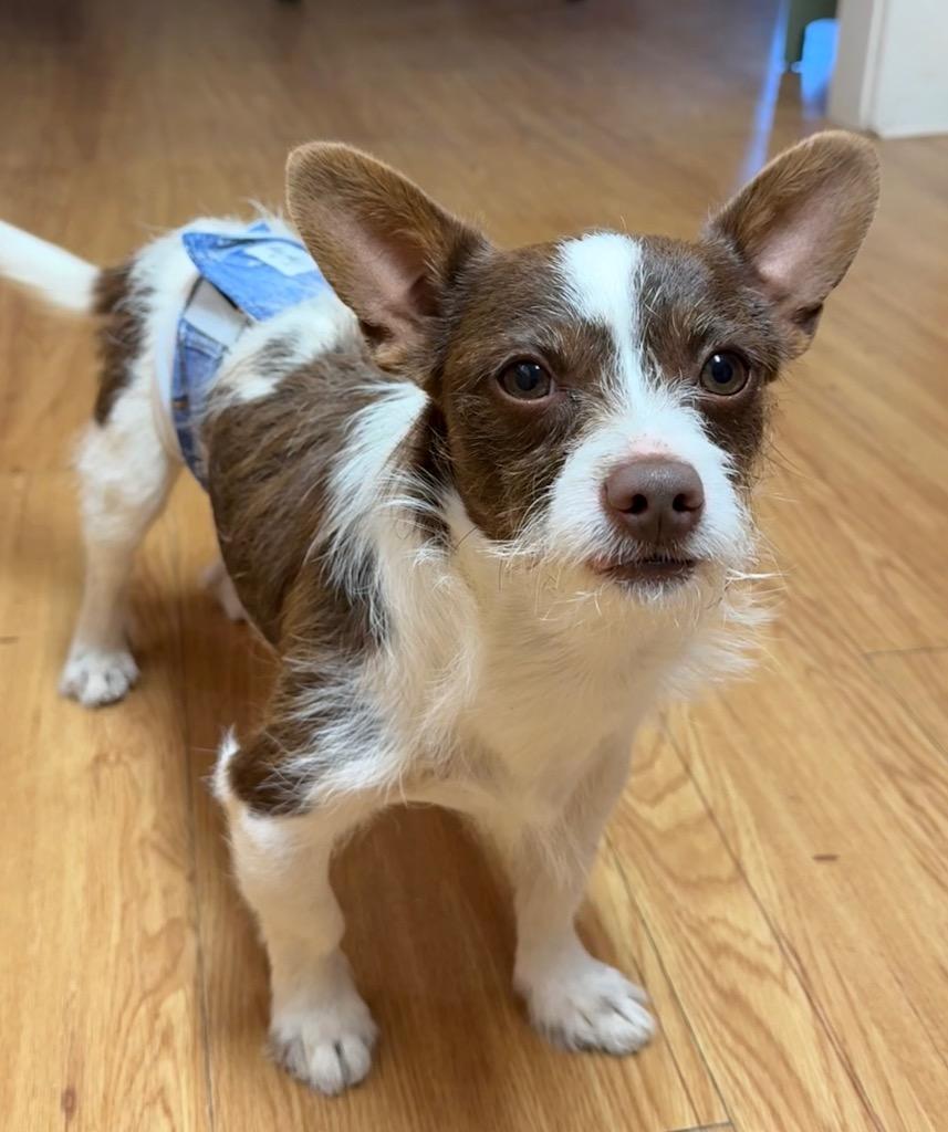 Enlarge Rip, a Adoptable mixed breed in Junction, TX image 2/5