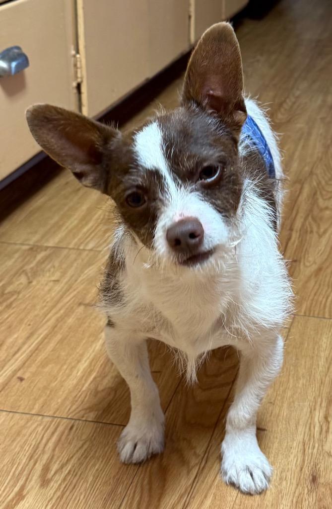 Enlarge Rip, a Adoptable mixed breed in Junction, TX image 3/5