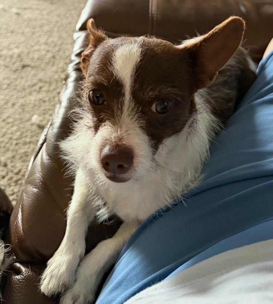 Enlarge Rip, a Adoptable mixed breed in Junction, TX image 4/5