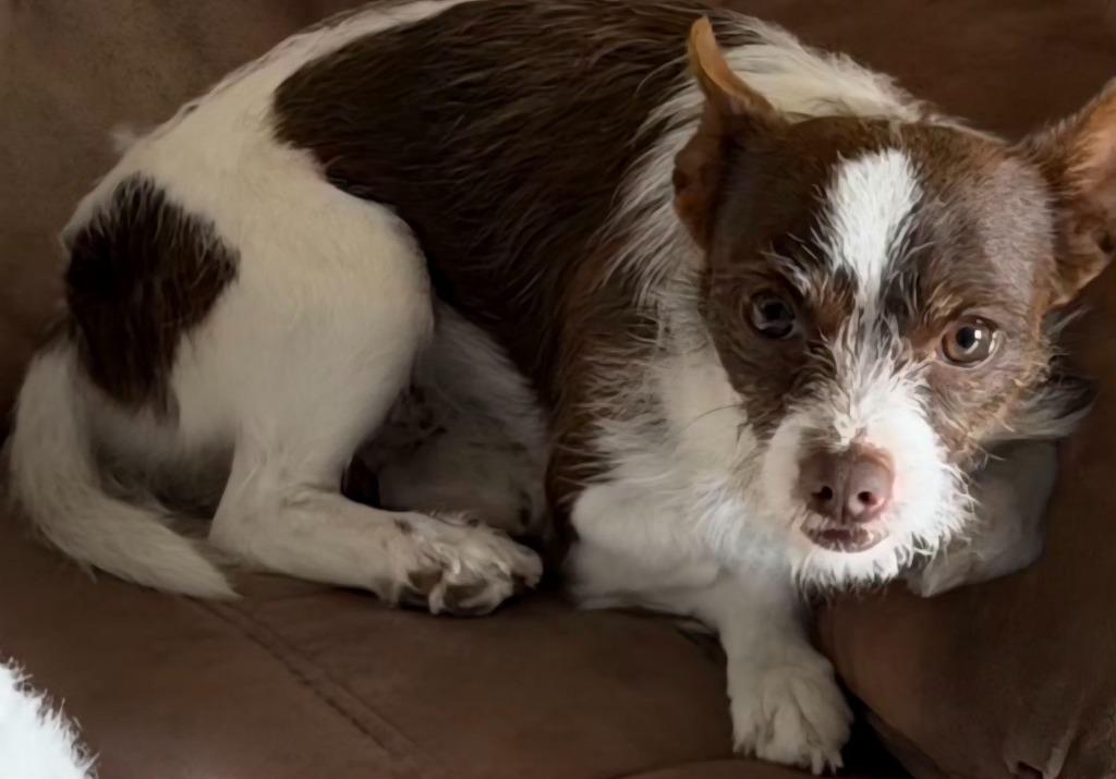 Enlarge Rip, a Adoptable mixed breed in Junction, TX image 5/5