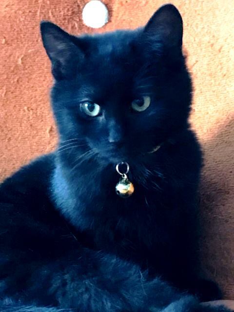 Enlarge Poppy, a Adoptable Domestic Short Hair in Rochester, NY image 1/2