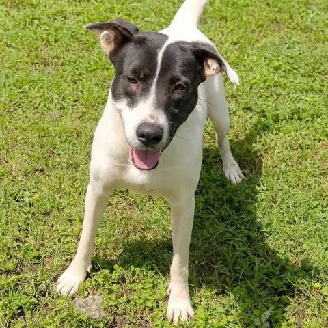 Harley Quinn D47283, Adoptable, Adult Female Labrador Retriever & Pit Bull Terrier.