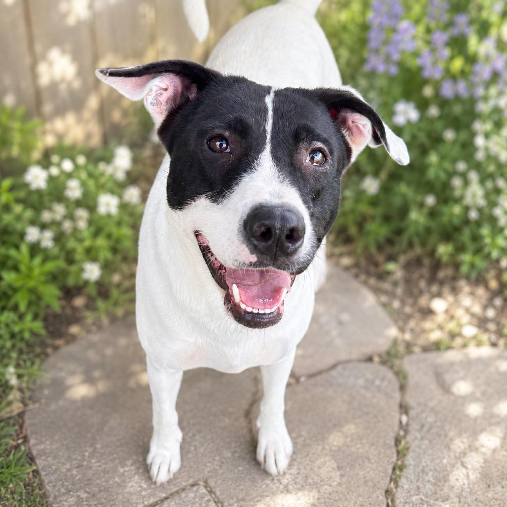 Harley Quinn D47283, a Adoptable mixed breed in Corsicana, TX image 2/4