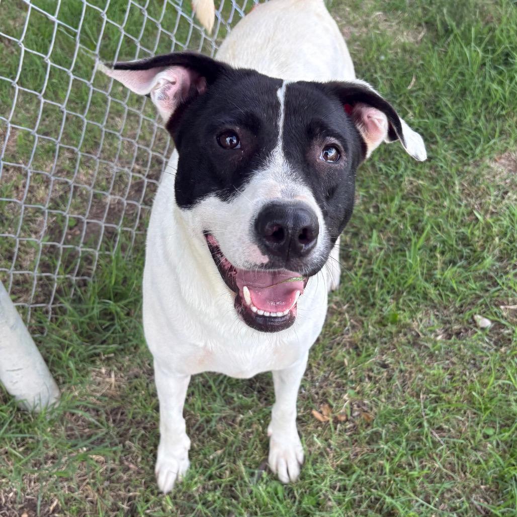 Harley Quinn D47283, a Adoptable mixed breed in Corsicana, TX image 3/4