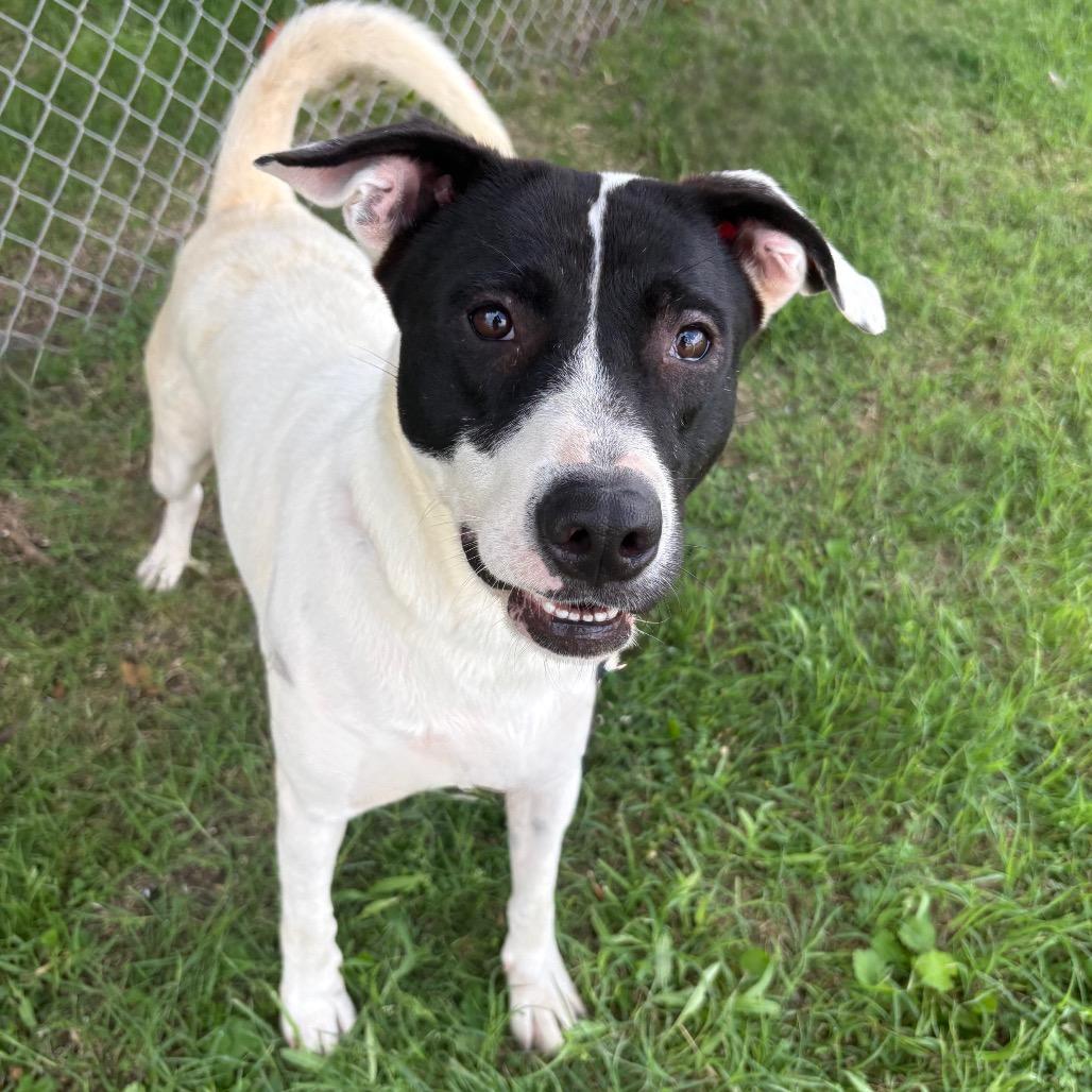 Harley Quinn D47283, a Adoptable mixed breed in Corsicana, TX image 4/4