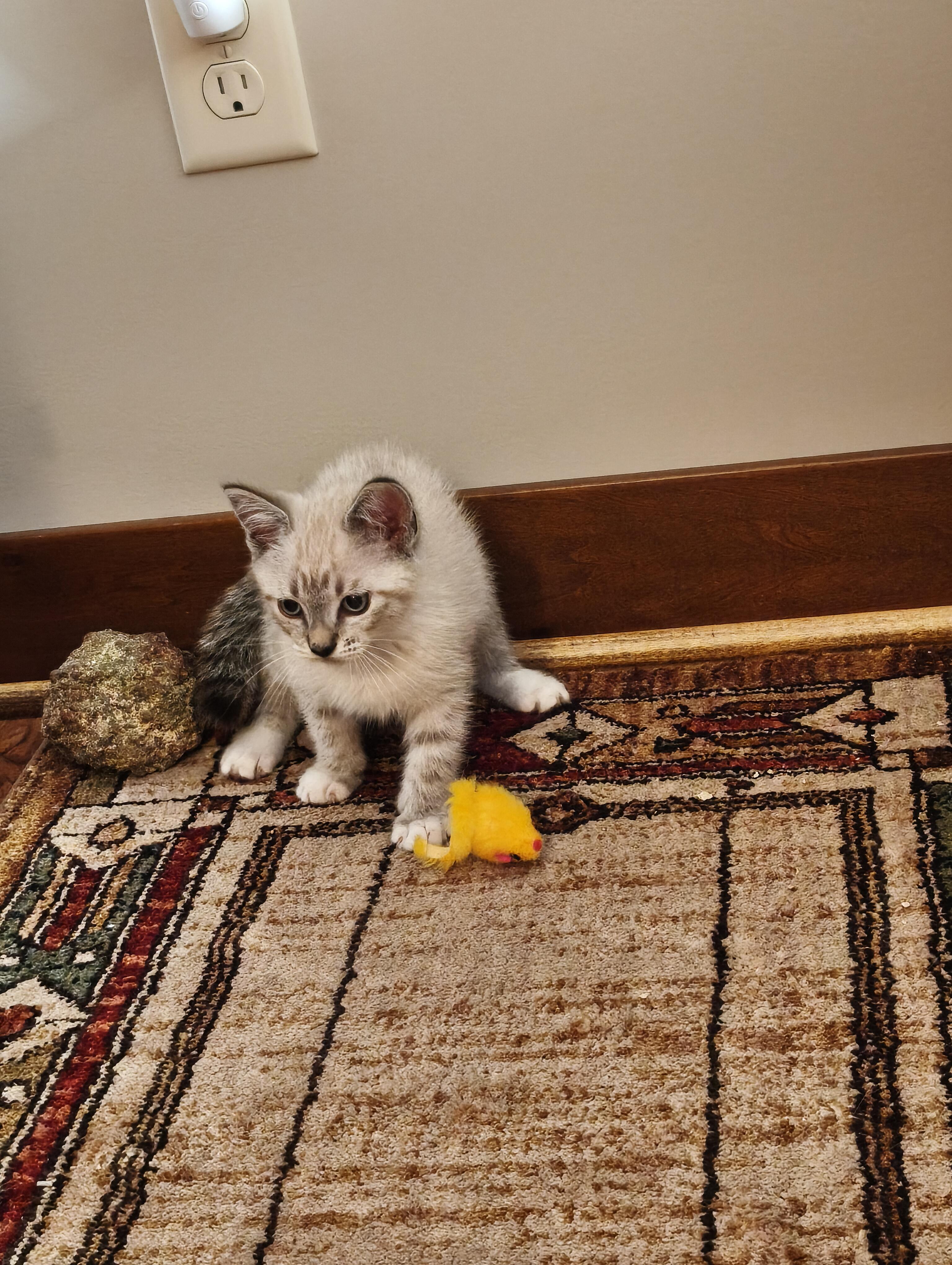 Enlarge Sheldon, a Adoptable Domestic Short Hair in Minneapolis, MN image 4/4