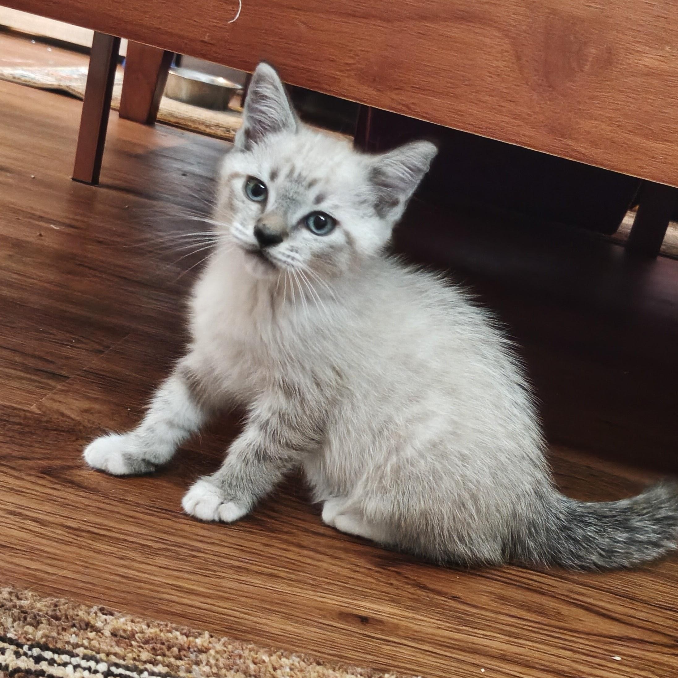 Sheldon, Adoptable, Kitten Male Domestic Short Hair.