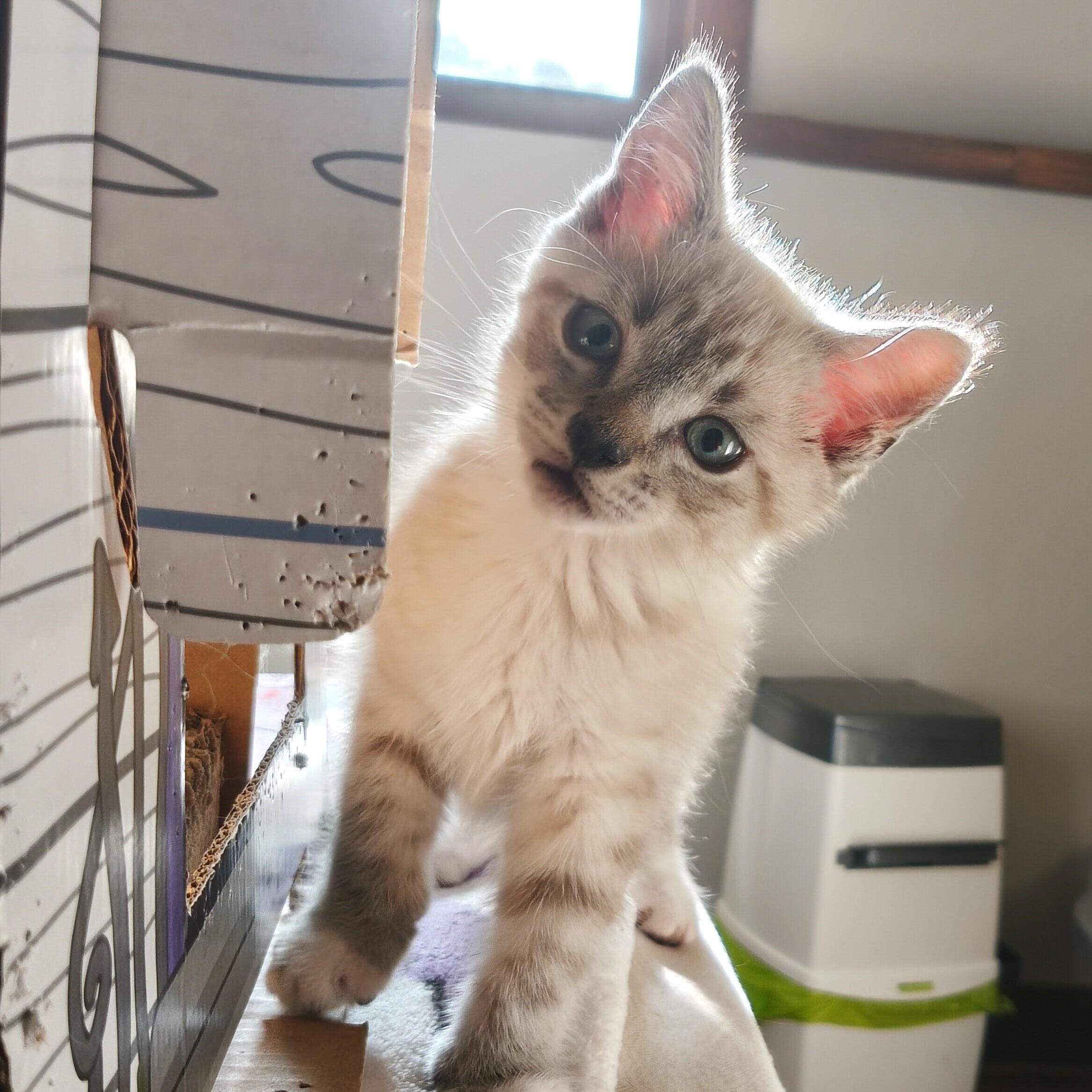 Enlarge Sheldon, a Adoptable Domestic Short Hair in Minneapolis, MN image 2/4