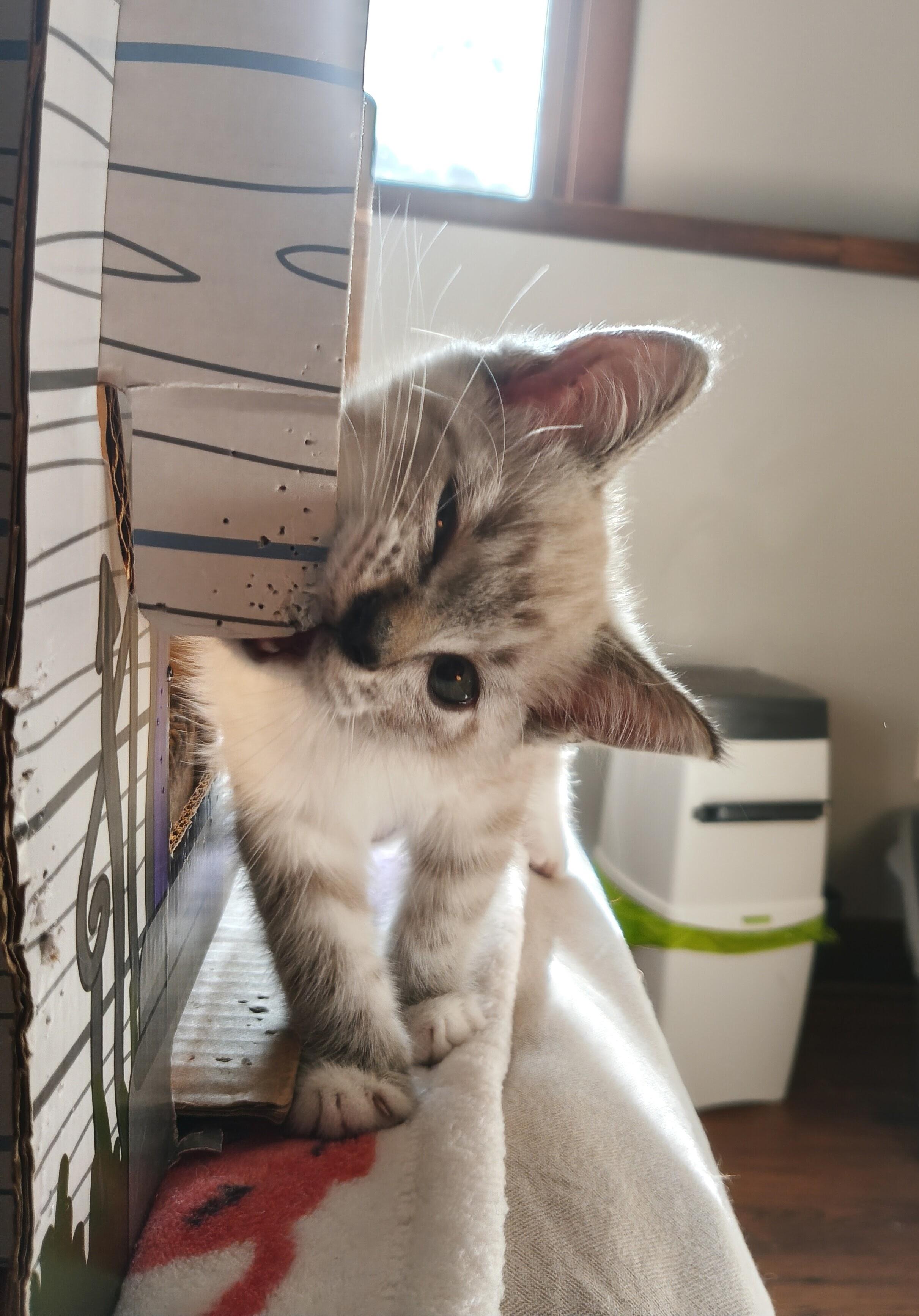 Enlarge Sheldon, a Adoptable Domestic Short Hair in Minneapolis, MN image 3/4