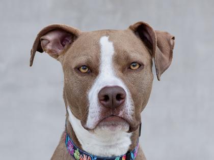 Koni, a Adoptable mixed breed in Longmont, CO image 1/3