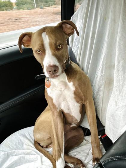 Koni, a Adoptable mixed breed in Longmont, CO image 2/3