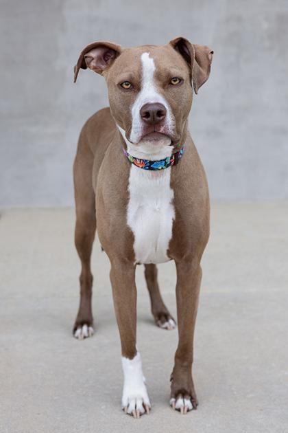 Koni, a Adoptable mixed breed in Longmont, CO image 3/3